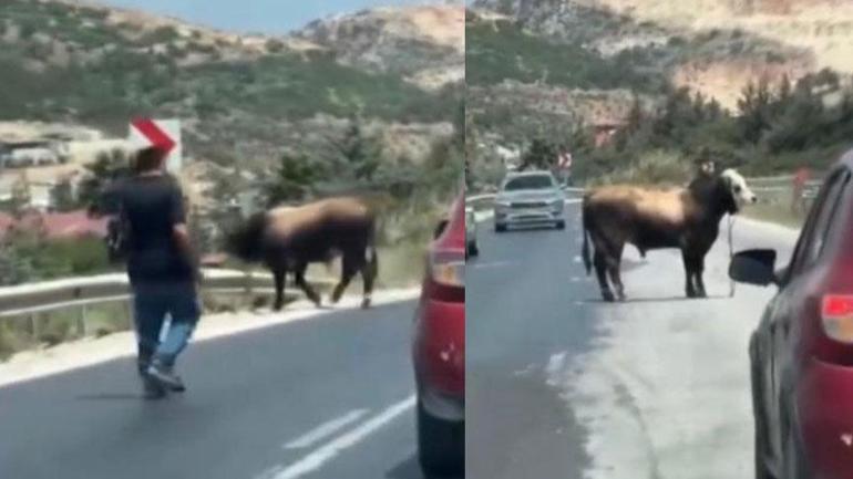 ‘Bu benim en uysal hayvanım' dedi… Dakikalar sonra yaşananlara inanamadı 2 bu benim en uysal hayvanim dedi dakikalar sonra yasananlara inanamadi 0 DcyFsfR7