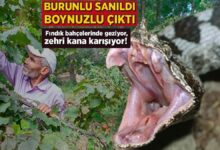 burunlu sanildi boynuzlu cikti findik bahcelerinde geziyor zehri kana karisiyor JK7xAxQ8