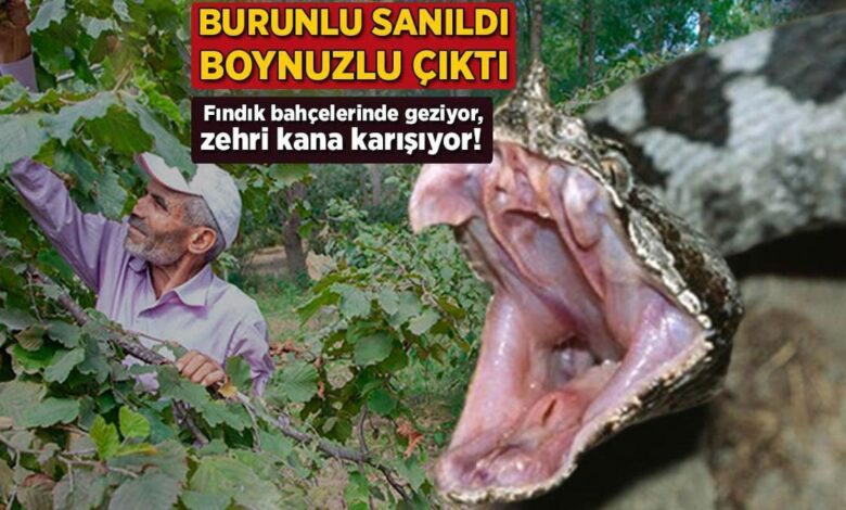 Burunlu sanıldı, boynuzlu çıktı! Fındık bahçelerinde geziyor, zehri kana karışıyor 1 burunlu sanildi boynuzlu cikti findik bahcelerinde geziyor zehri kana karisiyor JK7xAxQ8