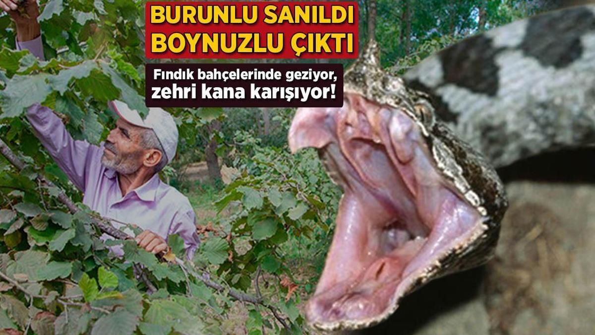 Burunlu sanıldı, boynuzlu çıktı! Fındık bahçelerinde geziyor, zehri kana karışıyor