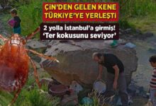 cinden gelen kene turkiyeye yerlesti 2 yolla istanbula girmis ter kokusunu seviyor FGxCl58l