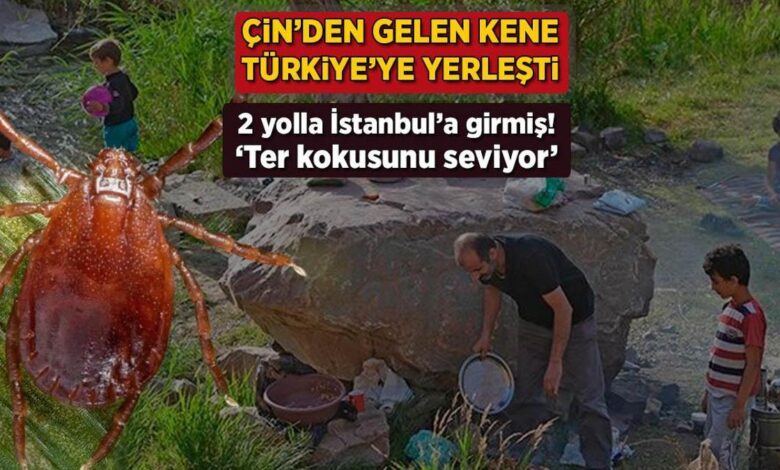 Çin'den gelen kene Türkiye'ye yerleşti! 2 yolla İstanbul'a girmiş: 'Ter kokusunu seviyor' 1 cinden gelen kene turkiyeye yerlesti 2 yolla istanbula girmis ter kokusunu seviyor FGxCl58l
