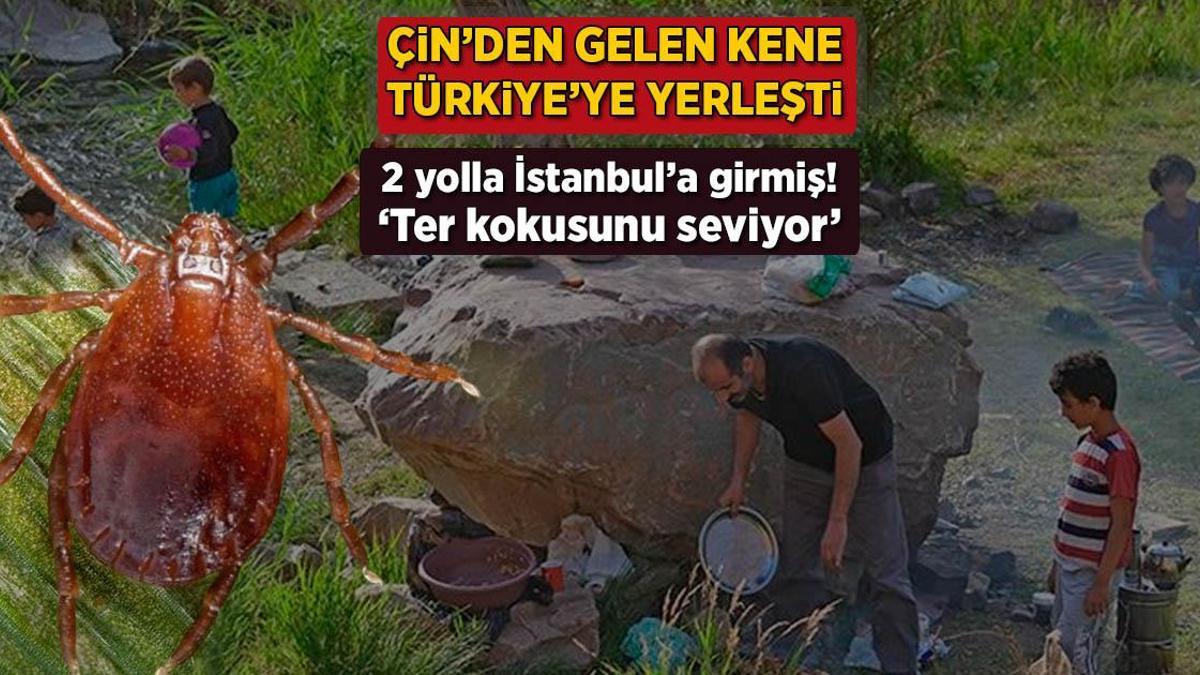 Çin’den gelen kene Türkiye’ye yerleşti! 2 yolla İstanbul’a girmiş: ‘Ter kokusunu seviyor’