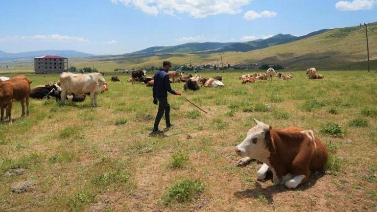 Çoban 1 milyon TL istedi! Şaşkına dönen köylü tahlili bu türlü buldu 2 coban 1 milyon tl istedi saskina donen koylu tahlili bu turlu buldu 0 TCBlZvuT