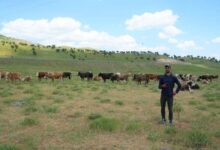 coban 1 milyon tl istedi saskina donen koylu tahlili bu turlu buldu UW34dgAJ