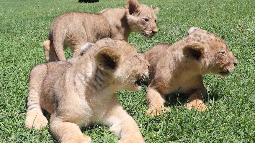 Cumhurbaşkanı Erdoğan’a armağan edilen aslanların 3 yavrusu dünya geldi