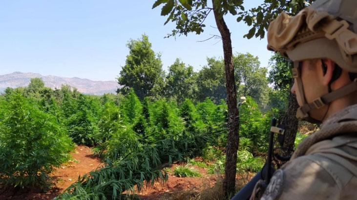 Diyarbakır'da 12 milyon 389 bin kök kenevir ve skunk ele geçirildi 1 diyarbakirda 12 milyon 389 bin kok kenevir ve skunk ele gecirildi JKIOXa3t