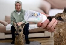 elleriyle besliyor cocugu uzere bakiyor anne sutu isisina gelene kadar bekletiyorum KW899KLR