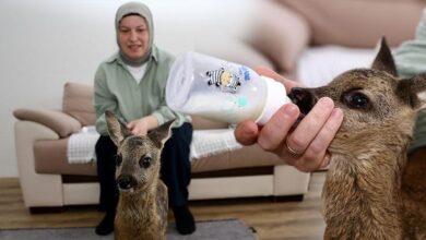 elleriyle besliyor cocugu uzere bakiyor anne sutu isisina gelene kadar bekletiyorum KW899KLR