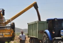 gaziantepte arpa ve bugday hasadi devam ediyor Z5iE45yi