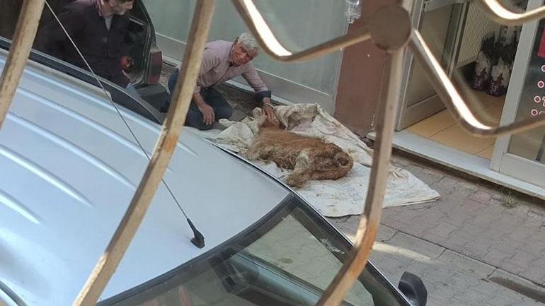 Hasta buzağısına bebek üzere sarıldı! Saatlerce gözyaşı döktü 2 hasta buzagisina bebek uzere sarildi saatlerce gozyasi doktu 0 EqsNaID7