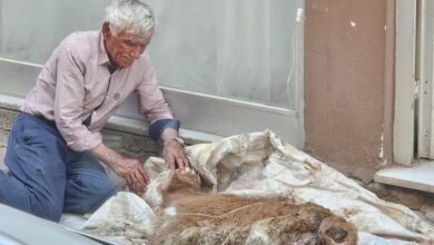 hasta buzagisina bebek uzere sarildi saatlerce gozyasi doktu libmseyz