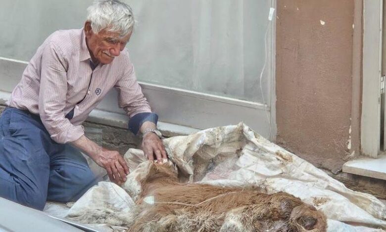 Hasta buzağısına bebek üzere sarıldı! Saatlerce gözyaşı döktü 1 hasta buzagisina bebek uzere sarildi saatlerce gozyasi doktu libmseyz