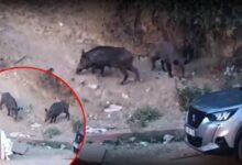hatayda yaban domuzlari yerlesim alanina indi o anlar kameraya yansidi PE6w9zHY