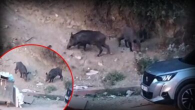 hatayda yaban domuzlari yerlesim alanina indi o anlar kameraya yansidi PE6w9zHY