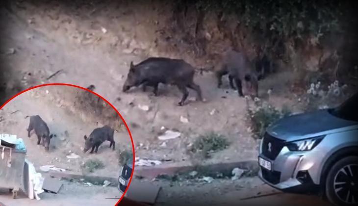 Hatay'da yaban domuzları yerleşim alanına indi! O anlar kameraya yansıdı 1 hatayda yaban domuzlari yerlesim alanina indi o anlar kameraya yansidi PE6w9zHY