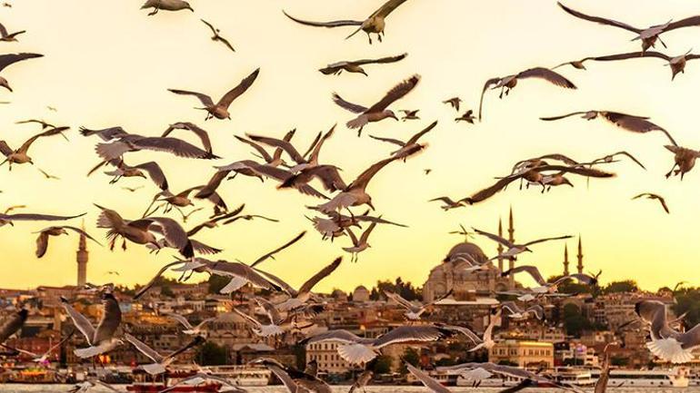 İstanbul'da yavrular artışta! Kaldırımda, kıyıda görülüyor: Evvel yuvaya, sonra kutuya 5 istanbulda yavrular artista kaldirimda kiyida goruluyor evvel yuvaya sonra kutuya 3 A29E3UOM