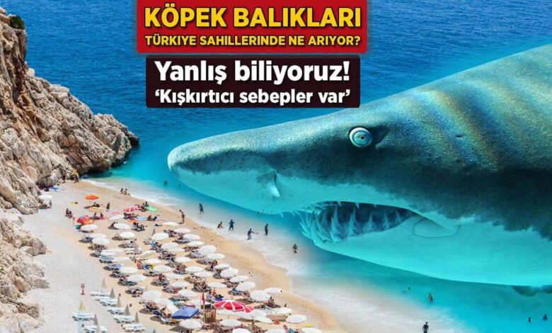 Köpek balıkları Türkiye kıyılarında ne arıyor? Yanlış biliyoruz: 'Kışkırtıcı sebepler var' 1 kopek baliklari turkiye kiyilarinda ne ariyor yanlis biliyoruz kiskirtici sebepler var reWHAVWy