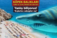 kopek baliklari turkiye kiyilarinda ne ariyor yanlis biliyoruz kiskirtici sebepler var tvHx9Nk3