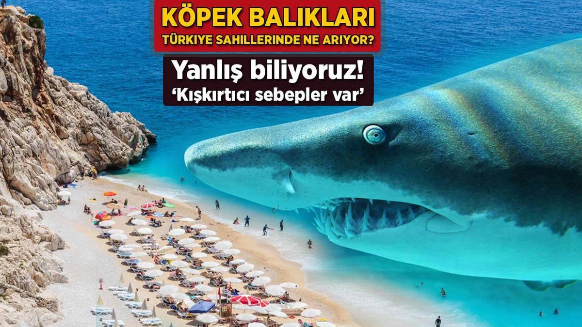 Köpek balıkları Türkiye kıyılarında ne arıyor? Yanlış biliyoruz: ‘Kışkırtıcı sebepler var’