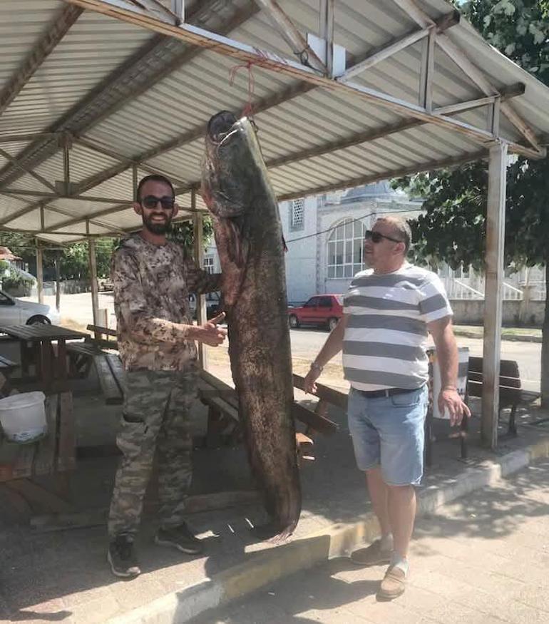 Meriç Irmağı'nda 80 kilogramlık yayın balığı yakalandı Meriç Irmağı'nda yakalanan dev! Kem 2 meric irmaginda 80 kilogramlik yayin baligi yakalandi meric irmaginda yakalanan dev kem 0 MbyZ2HH7