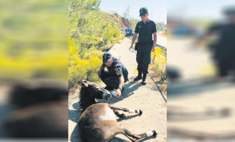 Muğla’da başıboş eşek operasyonu 1 muglada basibos esek operasyonu z1miGPqb