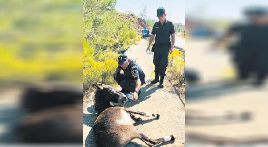 Muğla’da başıboş eşek operasyonu