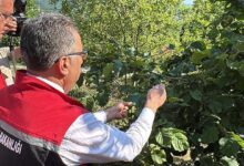 orduda tabiata 245 bin samuray arisi salinacak r2fEwKfN