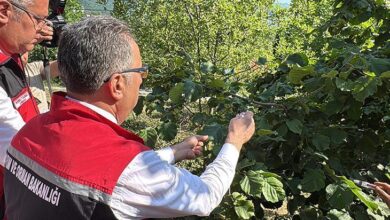 orduda tabiata 245 bin samuray arisi salinacak r2fEwKfN