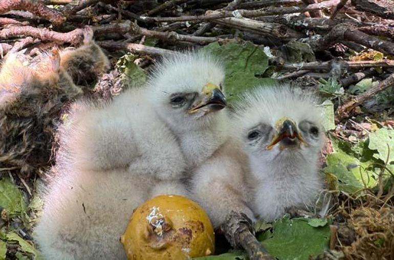 Ormanı gezerken 'kartal yuvası'na denk geldi! Şakına çeviren görüntü 5 ormani gezerken kartal yuvasina denk geldi sakina ceviren goruntu 3 Qhk6hLa9