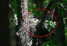 ormani gezerken kartal yuvasina denk geldi sakina ceviren goruntu b5cllibV