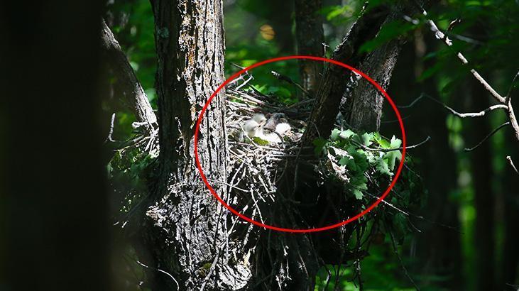 Ormanı gezerken 'kartal yuvası'na denk geldi! Şakına çeviren görüntü 1 ormani gezerken kartal yuvasina denk geldi sakina ceviren goruntu b5cllibV