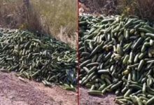 ticaret bakanligindan aciklama kocaelide bos topraga dokulen salataliklar icin ceza wXl4ytY1