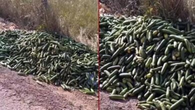 ticaret bakanligindan aciklama kocaelide bos topraga dokulen salataliklar icin ceza wXl4ytY1