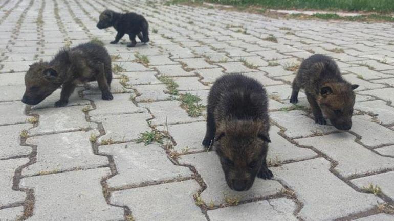 yaylada bulundular universiteye tasindilar gorurseniz sakin dokunmayin 0 Wkww27Jh