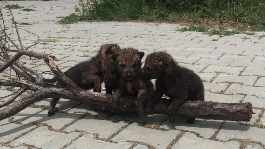 Yaylada bulundular, üniversiteye taşındılar! ‘Görürseniz sakın dokunmayın’