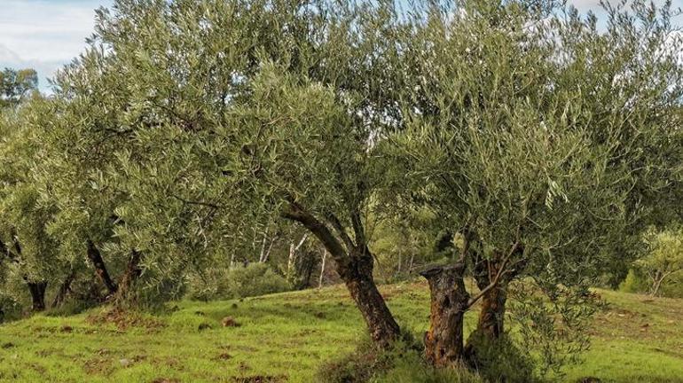 YEKÜD’den maden yasası açıklaması: Zeytin ağaçları kesilmeden taşınacak 2 yekudden maden yasasi aciklamasi zeytin agaclari kesilmeden tasinacak 0 mp9JbaiL