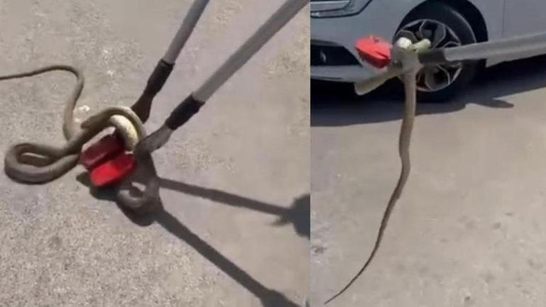 Yer: Erzincan! 2 metre uzunluğundaki yılanla karşılaştılar 2 yer erzincan 2 metre uzunlugundaki yilanla karsilastilar 0 HntJEULF