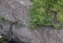 yer erzincan 2 metre uzunlugundaki yilanla karsilastilar 1GQXRdcQ