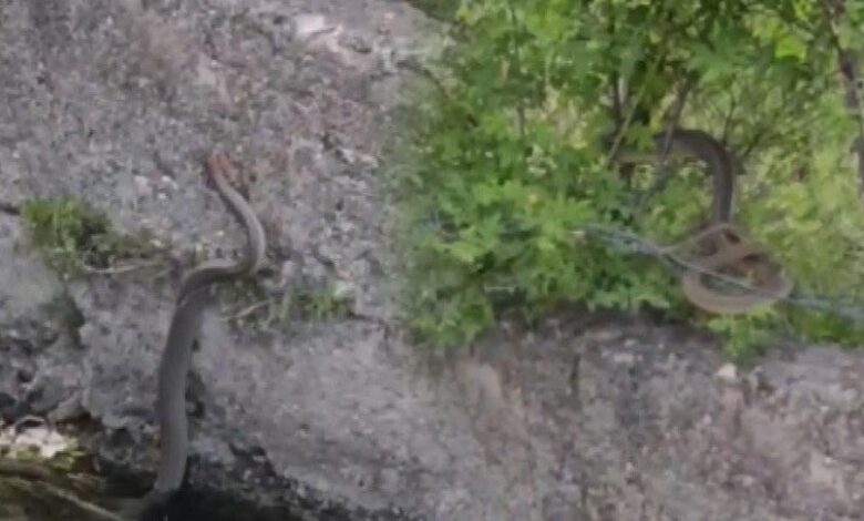 Yer: Erzincan! 2 metre uzunluğundaki yılanla karşılaştılar 1 yer erzincan 2 metre uzunlugundaki yilanla karsilastilar 1GQXRdcQ