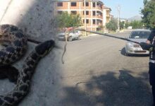 yilanlar her yeri sardi bircok kentte alarm H3tg6PZH
