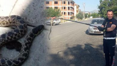 yilanlar her yeri sardi bircok kentte alarm H3tg6PZH