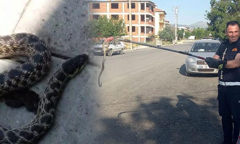 Yılanlar her yeri sardı! Birçok kentte alarm 1 yilanlar her yeri sardi bircok kentte alarm H3tg6PZH