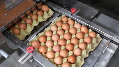 yumurta fiyatlarinda dikkat ceken dusus nedeni muhakkak oldu Xtur3Ntb