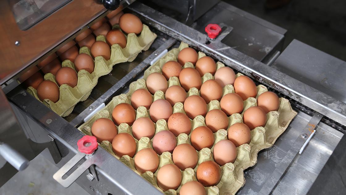 Yumurta fiyatlarında dikkat çeken düşüş! Nedeni muhakkak oldu