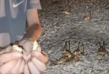 yuzlercesi bir anda ortaya cikti iki kent istila edildi uEfGYvfw