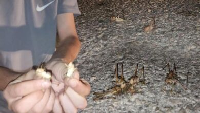 yuzlercesi bir anda ortaya cikti iki kent istila edildi uEfGYvfw
