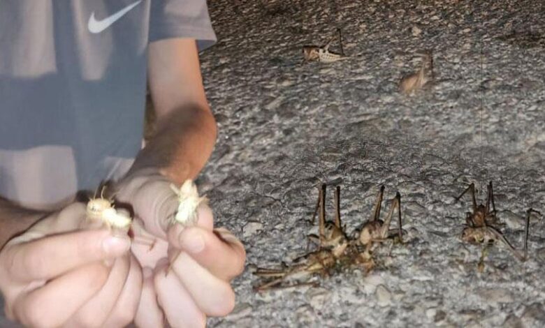 Yüzlercesi bir anda ortaya çıktı! İki kent istila edildi 1 yuzlercesi bir anda ortaya cikti iki kent istila edildi uEfGYvfw