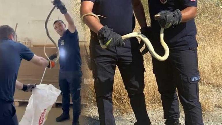 2 kentte yılan dehşeti! Sulama yapan çiftçiyi ısırdı, fabrikada metrelerce uzunlukta... 2 2 kentte yilan dehseti sulama yapan ciftciyi isirdi fabrikada metrelerce uzunlukta 0 lOpIQqOp