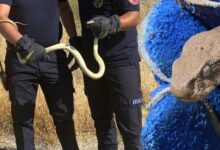 2 kentte yilan dehseti sulama yapan ciftciyi isirdi fabrikada metrelerce uzunlukta YGHQekdw